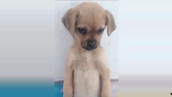 国产小狗的视频,萌宠日常，温馨瞬间大盘点