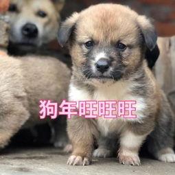 国产小狗的视频,萌宠日常，温馨瞬间大盘点