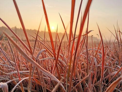 青草性视频国产,青草性视频引领国产影视新潮流