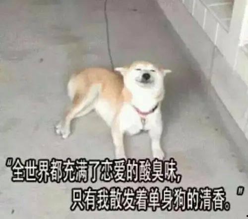 国产单身狗在线视频播放,笑对孤独，共享欢乐时光