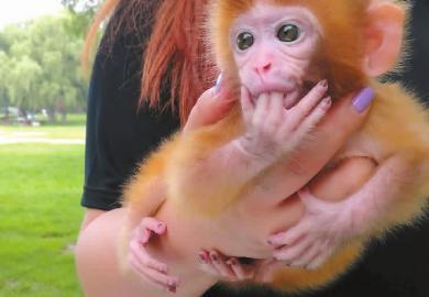 国产小猴子横评视频,各路萌宠大比拼，谁才是你的心头好？