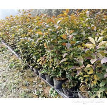 国产盆栽冬青养护视频,视频教程详解