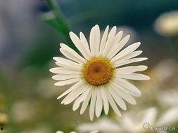 国产aa视频小雏菊