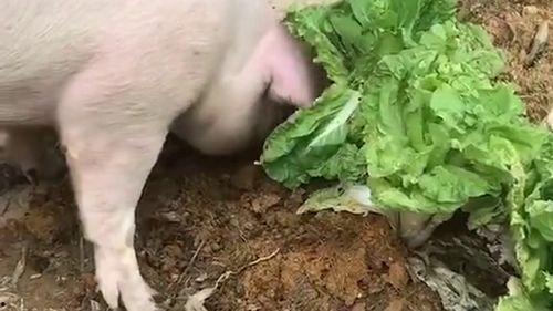 国产白菜让猪拱了视频,国产视频爆笑瞬间