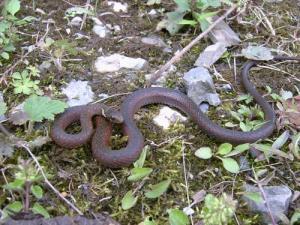 棕黑蛇是国产蛇吗视频,棕黑蛇的生态与特点