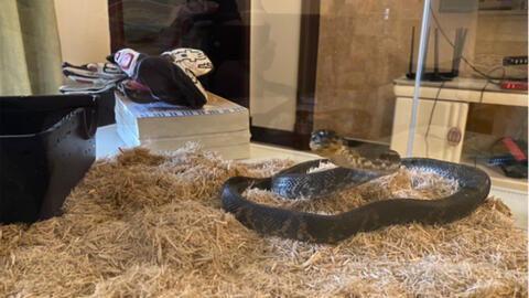 棕黑蛇是国产蛇吗视频,棕黑蛇的生态与特点