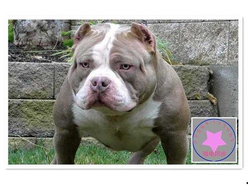 国产恶霸犬打架厉害吗视频,打架视频揭秘惊人战斗力