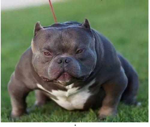 国产恶霸犬打架厉害吗视频,打架视频揭秘惊人战斗力